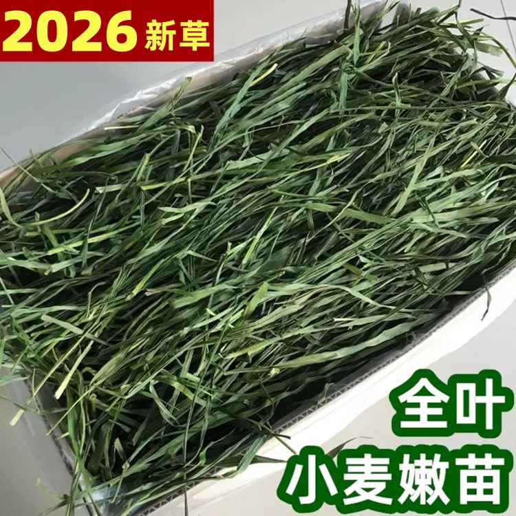 Dried Wheatgrass