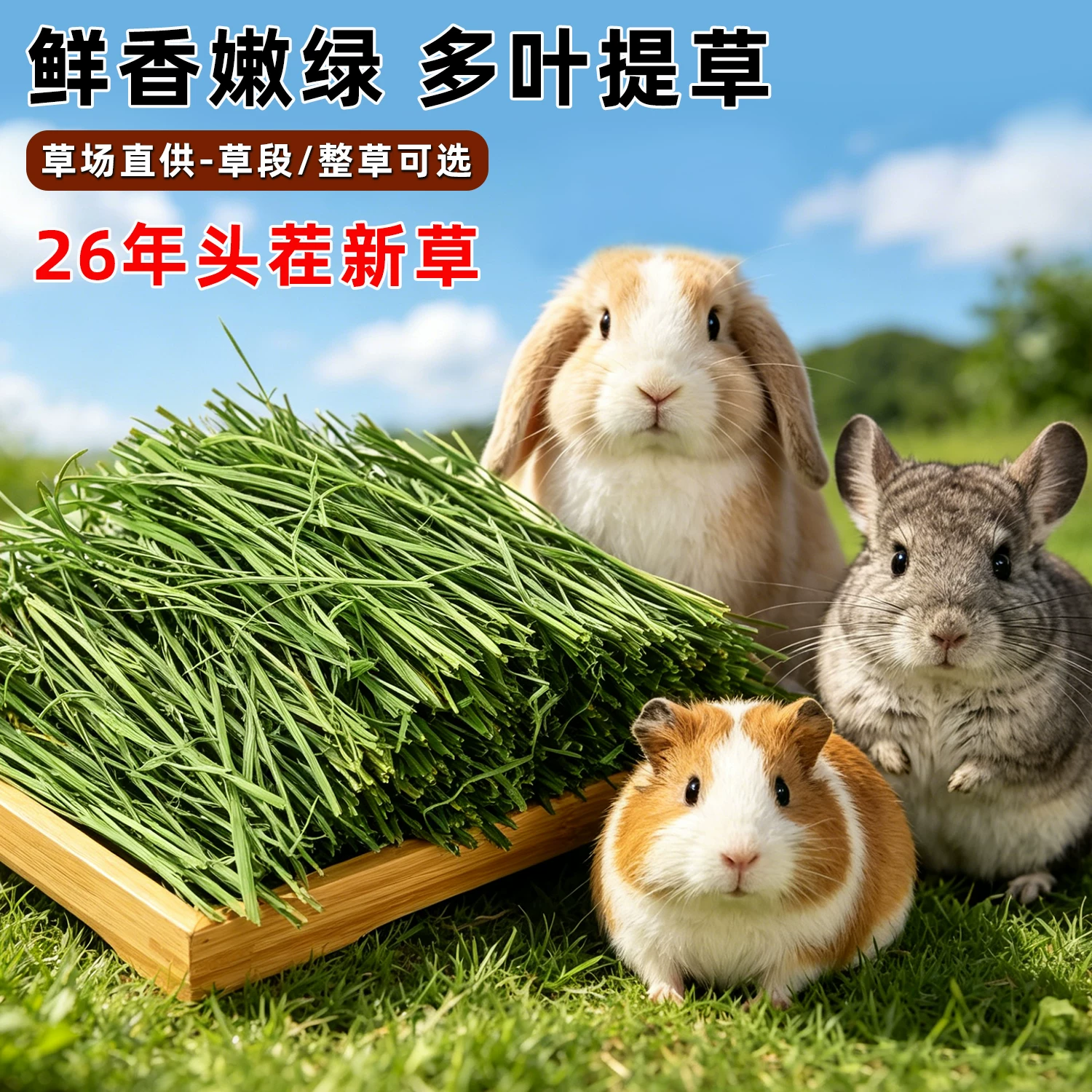 Dried Timothy Hay Cut